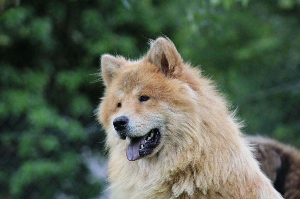 Les Eurasier de l'affixe Du Domaine D'Alvheim