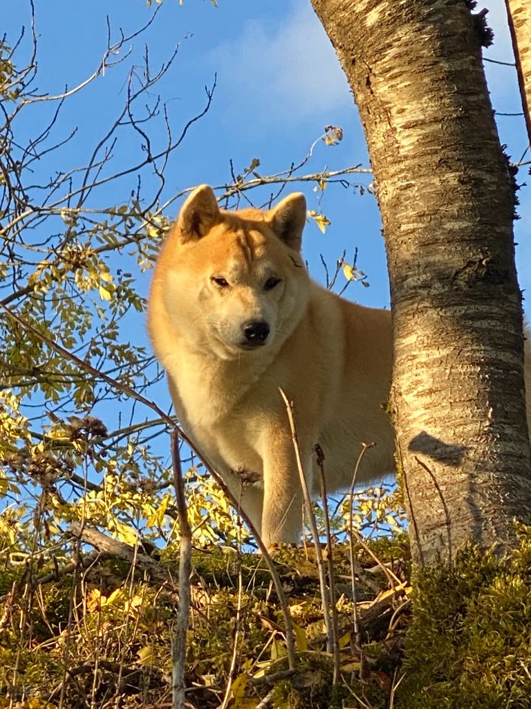 Oïshiro Go Sakura Kensha