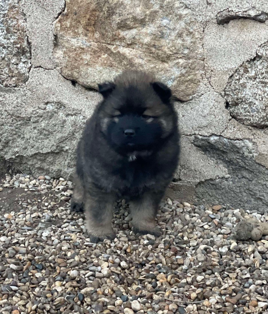 Du Domaine D'Alvheim - Chiot disponible  - Eurasier