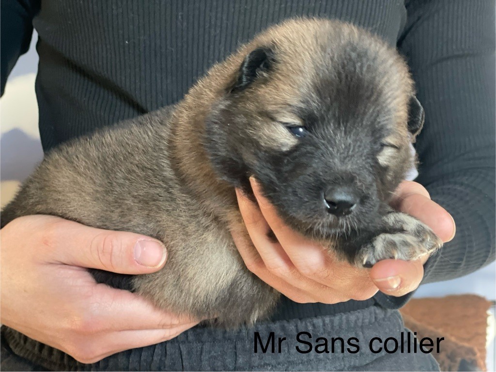 Du Domaine D'Alvheim - Chiot disponible  - Eurasier