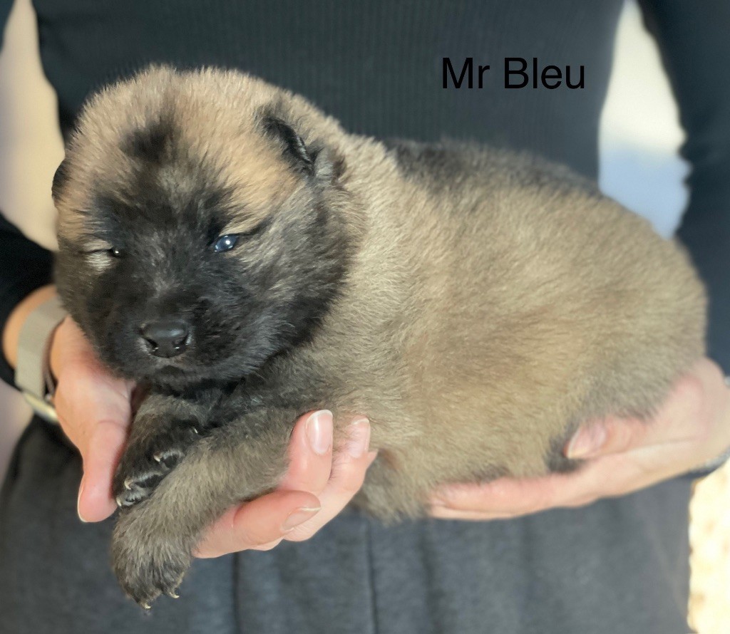 Du Domaine D'Alvheim - Chiot disponible  - Eurasier