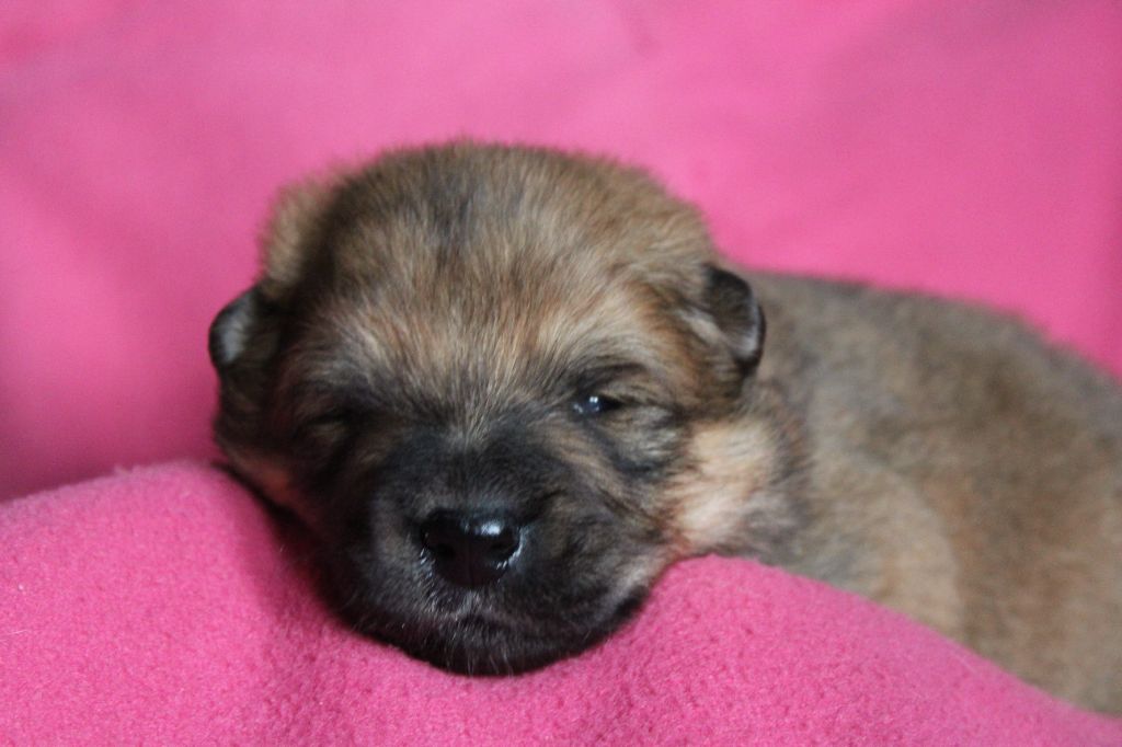 Du Domaine D'Alvheim - Chiot disponible  - Eurasier