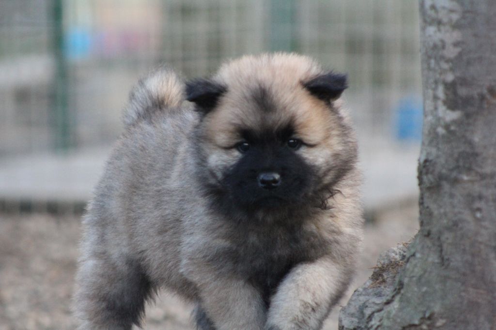 Du Domaine D'Alvheim - Chiot disponible  - Eurasier