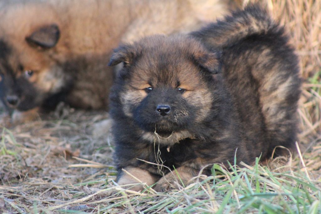 Du Domaine D'Alvheim - Chiot disponible  - Eurasier