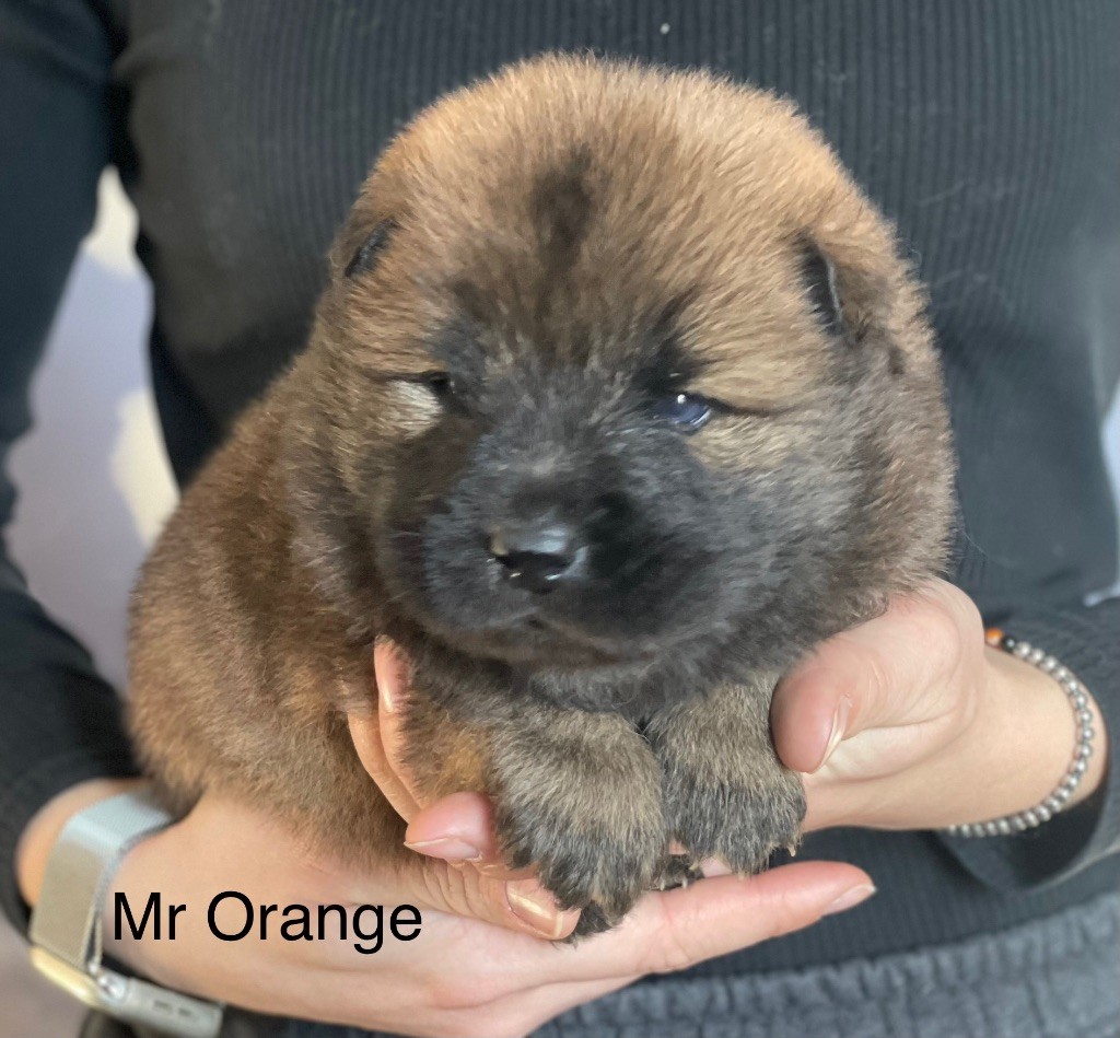 Du Domaine D'Alvheim - Chiot disponible  - Eurasier