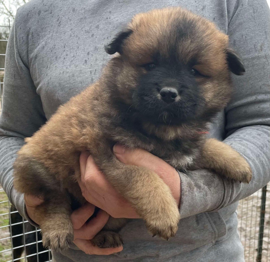 Du Domaine D'Alvheim - Chiot disponible  - Eurasier