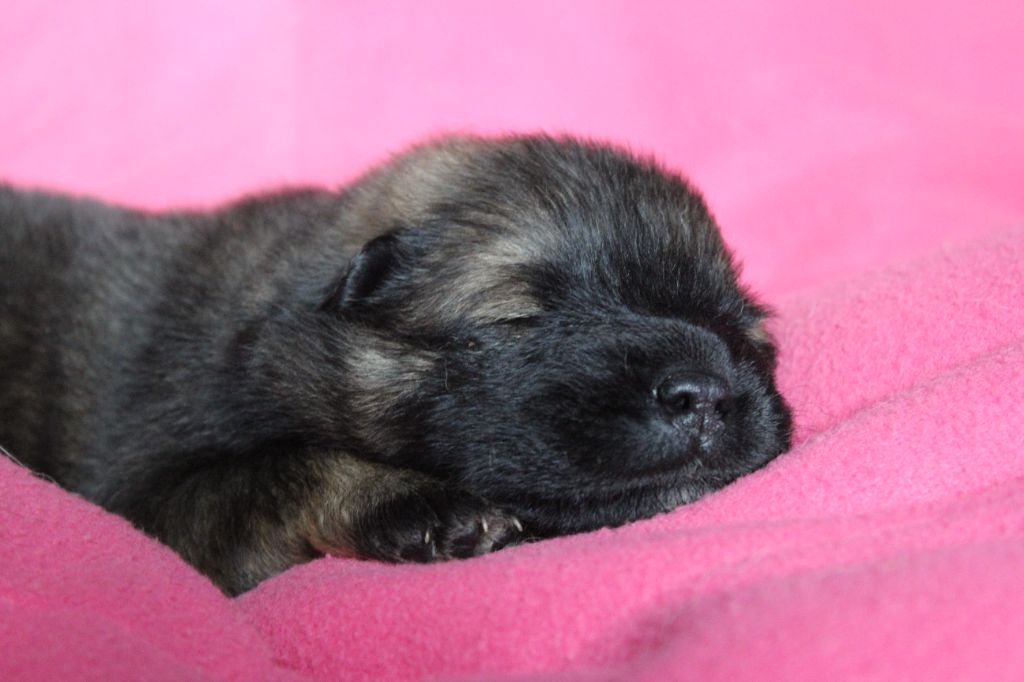 Du Domaine D'Alvheim - Chiot disponible  - Eurasier