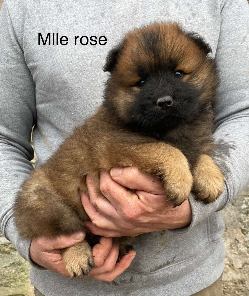 Du Domaine D'Alvheim - Chiot disponible  - Eurasier