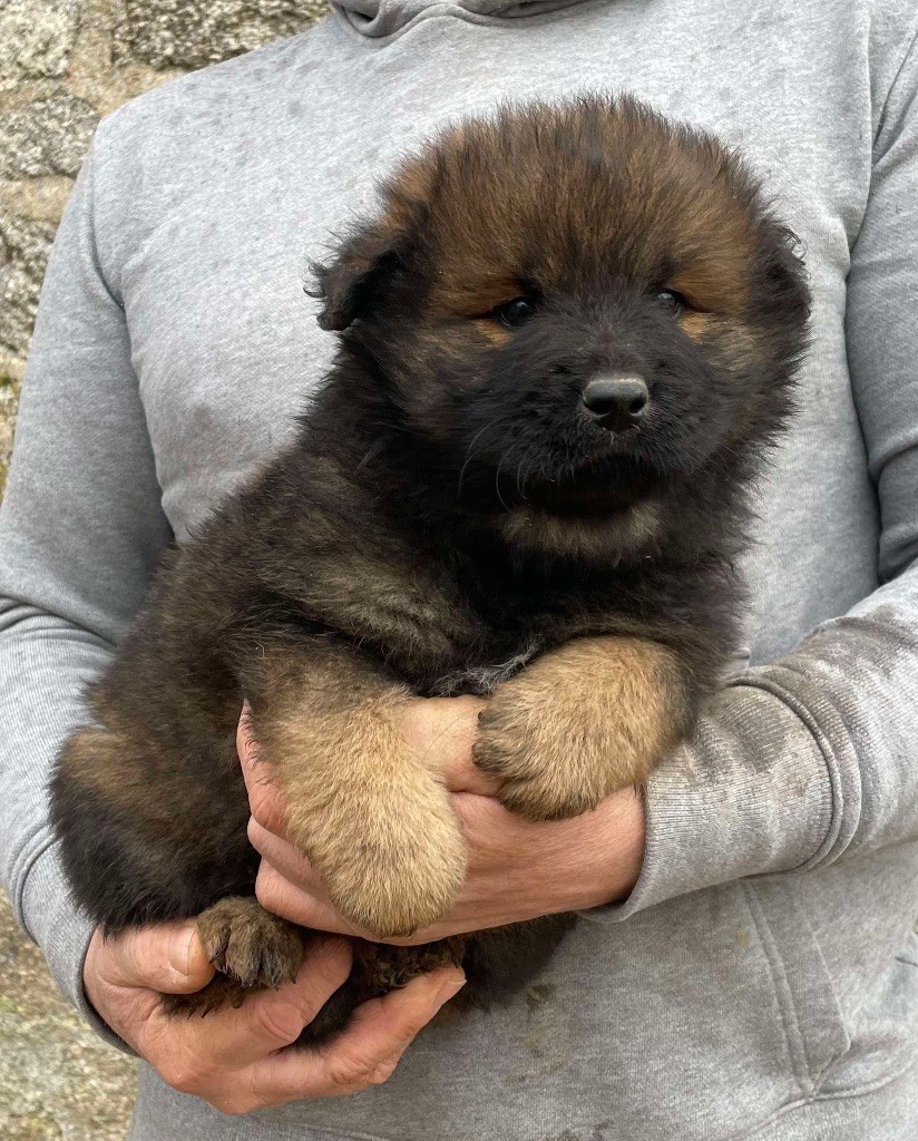 Du Domaine D'Alvheim - Chiot disponible  - Eurasier