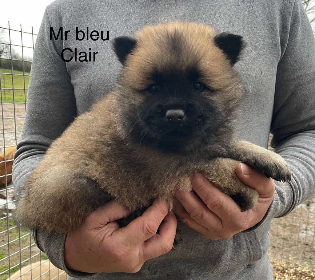 Du Domaine D'Alvheim - Chiot disponible  - Eurasier