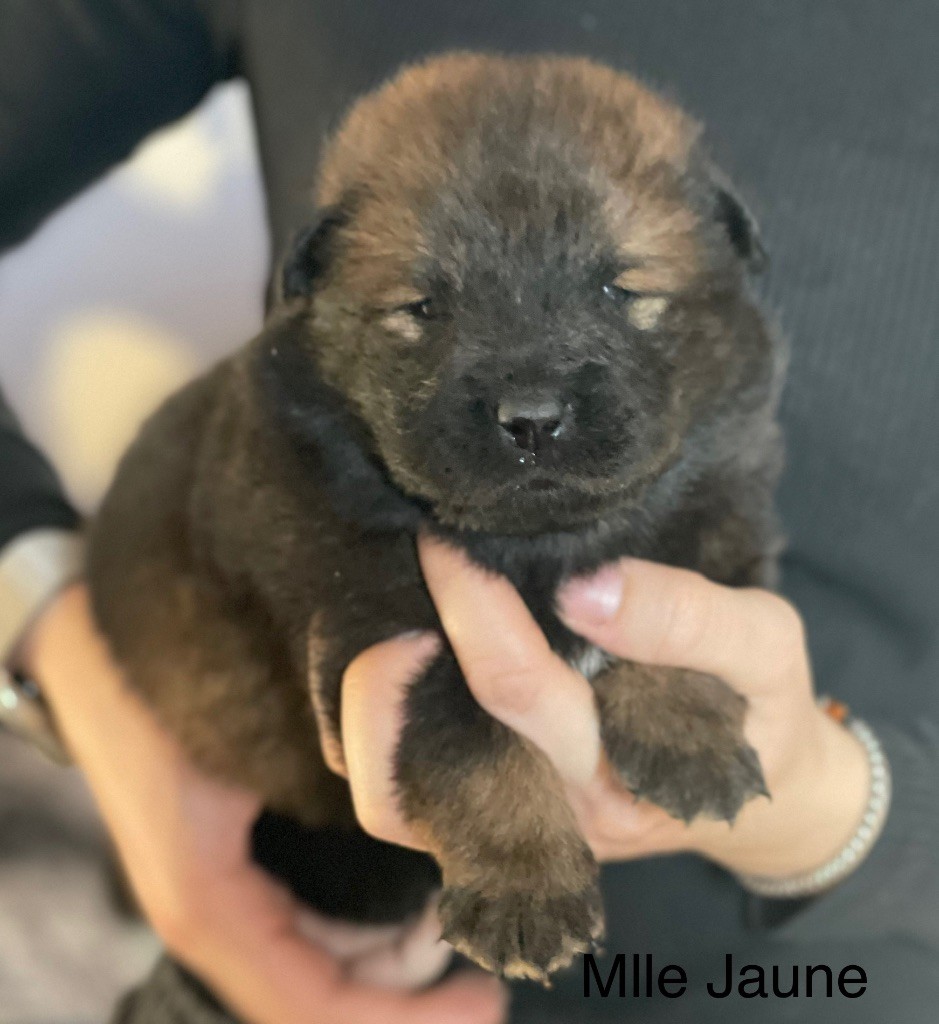 Du Domaine D'Alvheim - Chiot disponible  - Eurasier