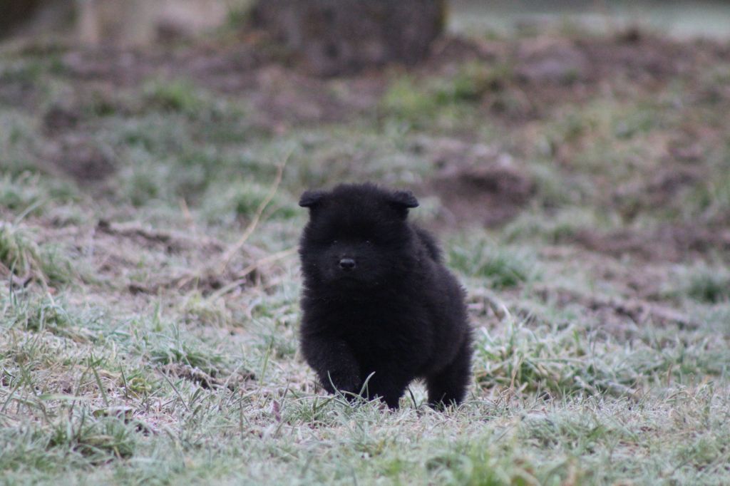 Du Domaine D'Alvheim - Chiot disponible  - Eurasier