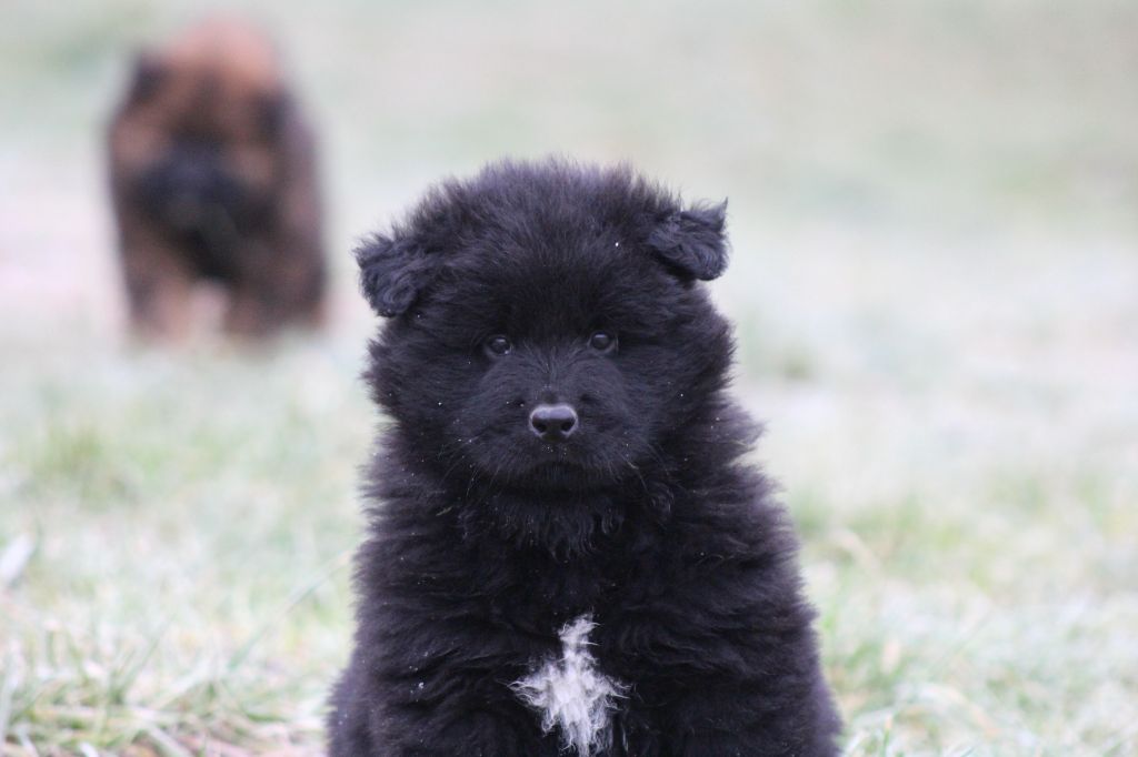 Du Domaine D'Alvheim - Chiot disponible  - Eurasier