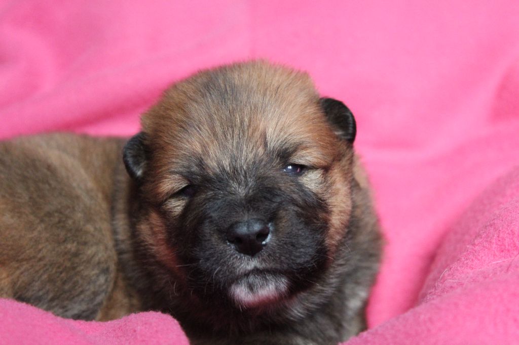 Du Domaine D'Alvheim - Chiot disponible  - Eurasier