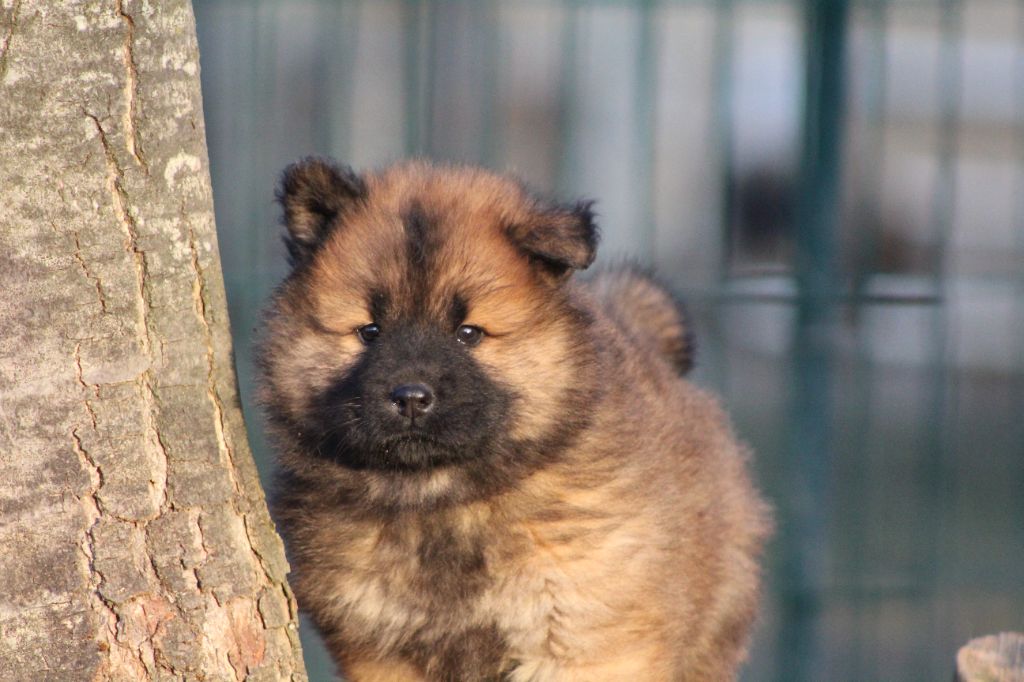 Du Domaine D'Alvheim - Chiot disponible  - Eurasier