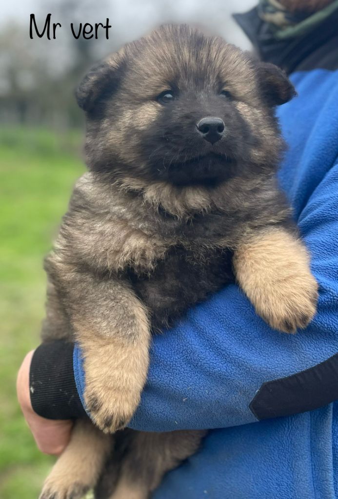 Du Domaine D'Alvheim - Chiot disponible  - Eurasier