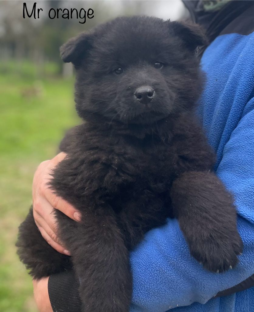 Du Domaine D'Alvheim - Chiot disponible  - Eurasier