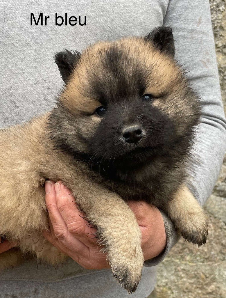 Du Domaine D'Alvheim - Chiot disponible  - Eurasier