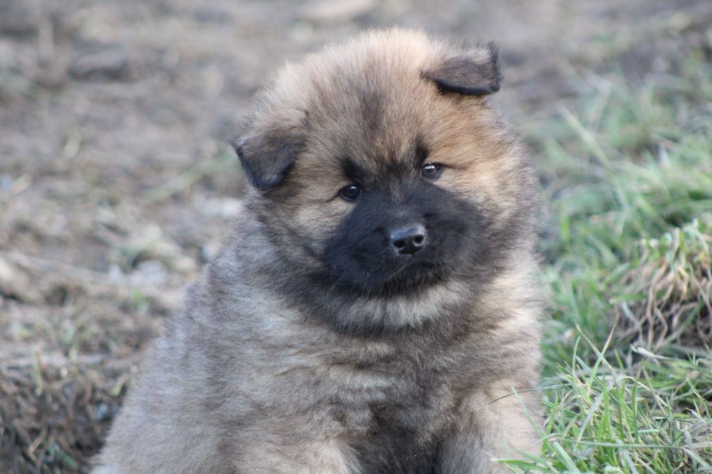 Du Domaine D'Alvheim - Chiot disponible  - Eurasier