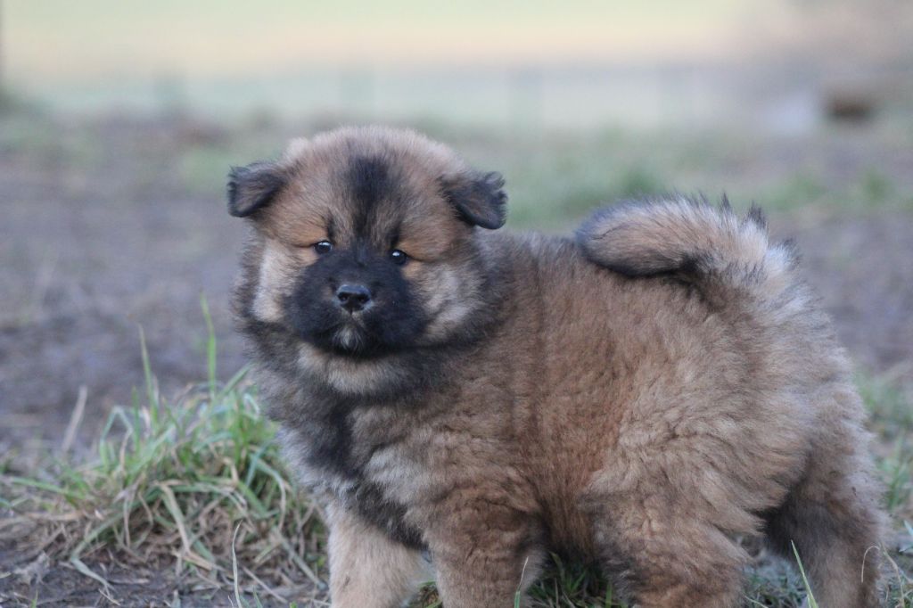 Du Domaine D'Alvheim - Chiot disponible  - Eurasier