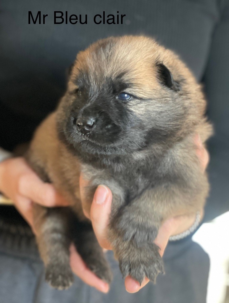 Du Domaine D'Alvheim - Chiot disponible  - Eurasier