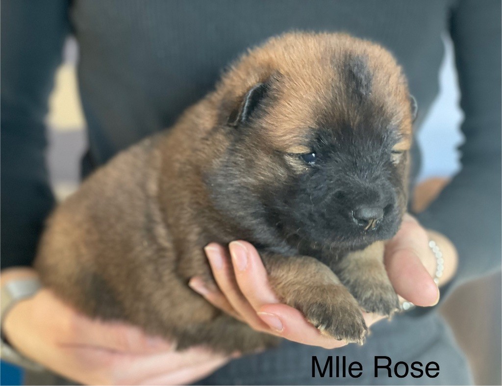 Du Domaine D'Alvheim - Chiot disponible  - Eurasier