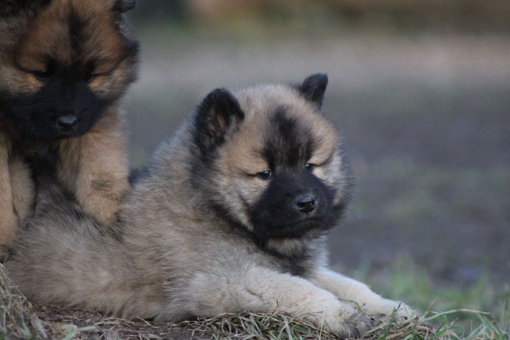 Du Domaine D'Alvheim - Chiot disponible  - Eurasier