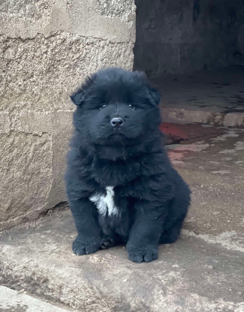 Du Domaine D'Alvheim - Chiot disponible  - Eurasier