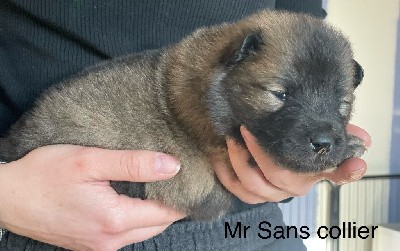 Chiot sans collier