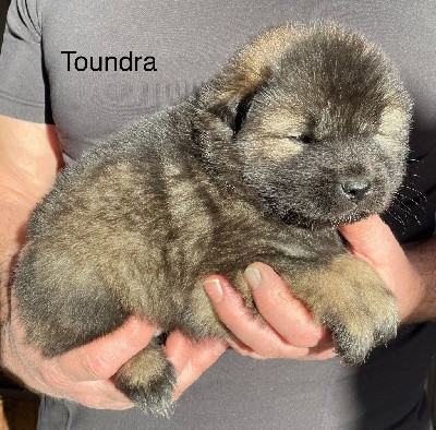 Toundra