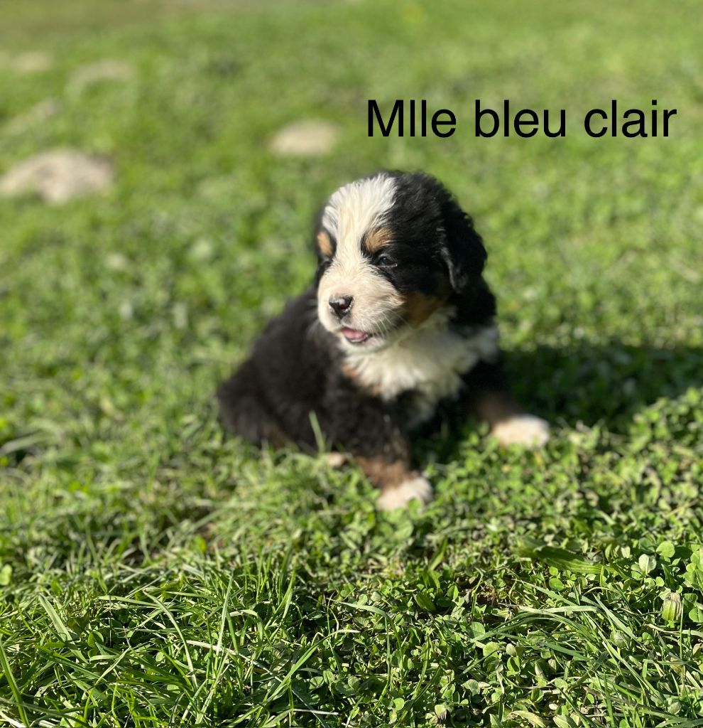 Du Domaine D'Alvheim - Chiot disponible  - Bouvier Bernois