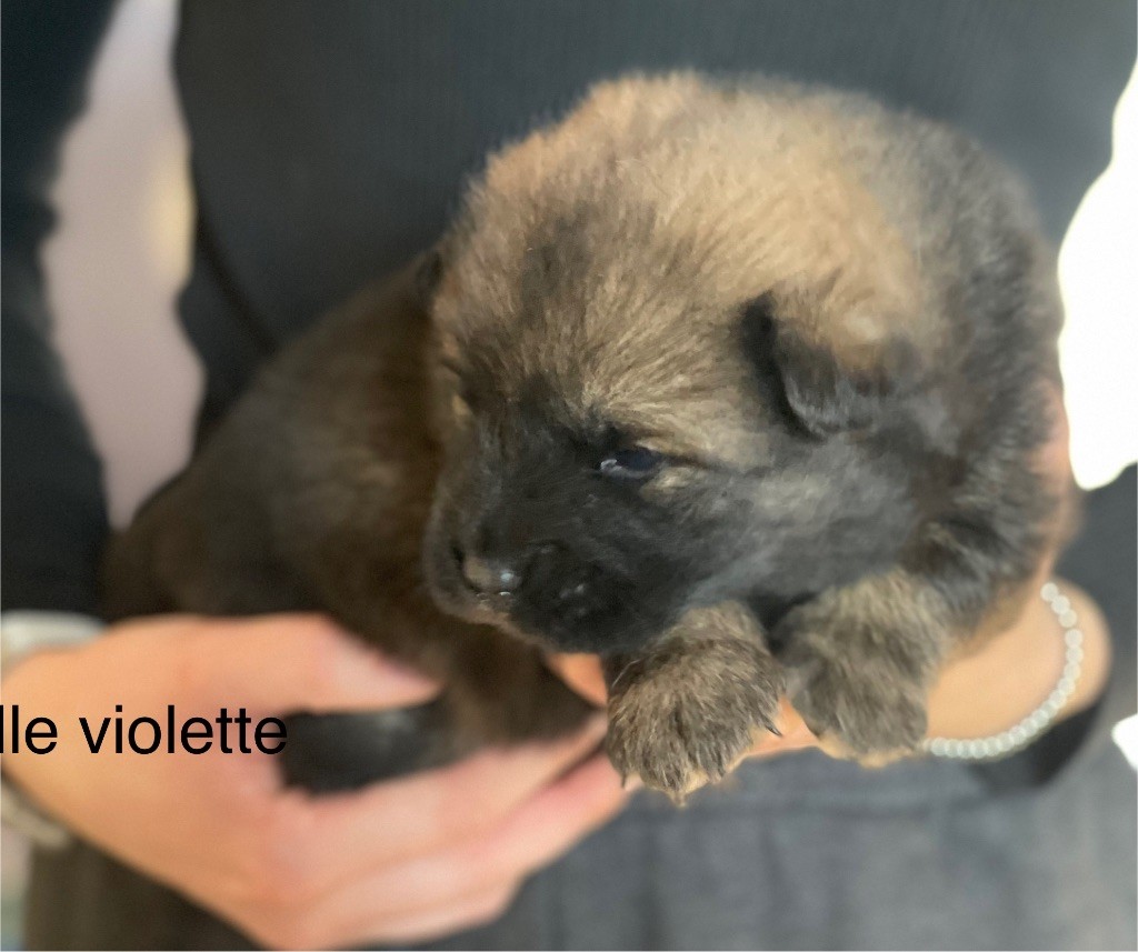 Du Domaine D'Alvheim - Chiot disponible  - Eurasier