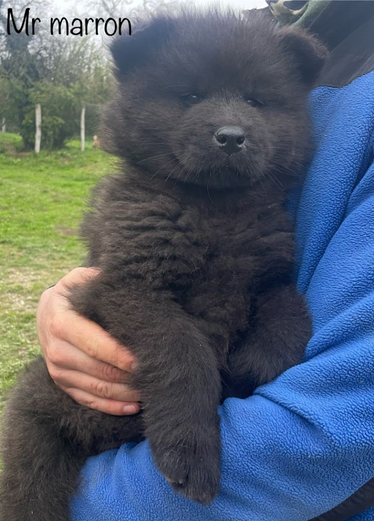 Du Domaine D'Alvheim - Chiot disponible  - Eurasier