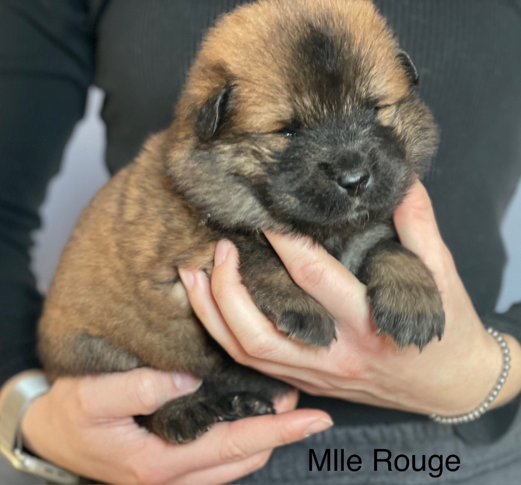 Du Domaine D'Alvheim - Chiot disponible  - Eurasier