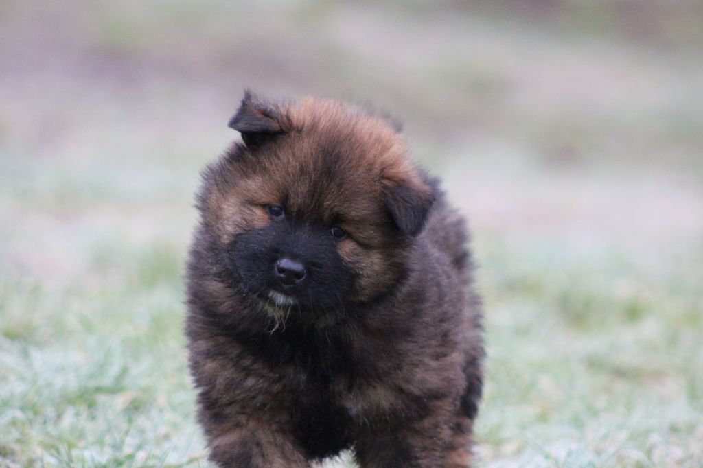 Du Domaine D'Alvheim - Chiot disponible  - Eurasier