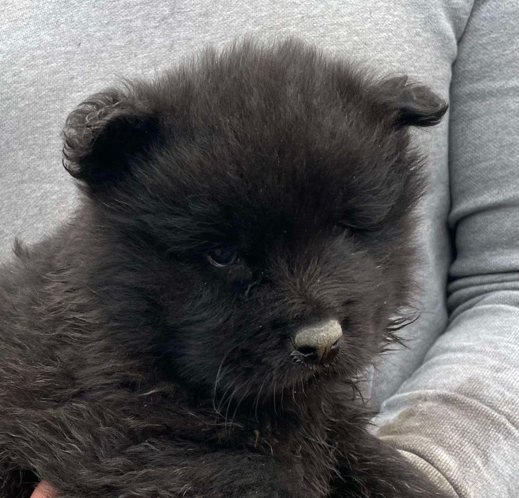 Du Domaine D'Alvheim - Chiot disponible  - Eurasier