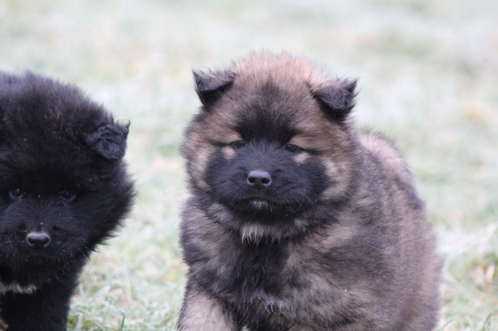 Du Domaine D'Alvheim - Chiot disponible  - Eurasier