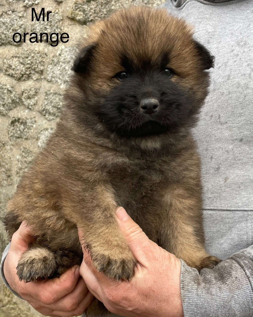 Du Domaine D'Alvheim - Chiot disponible  - Eurasier