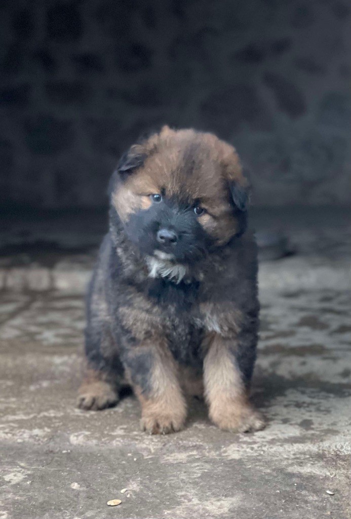 Du Domaine D'Alvheim - Chiot disponible  - Eurasier