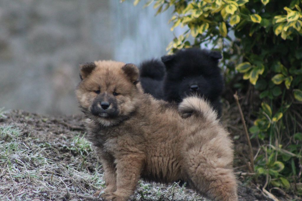 Du Domaine D'Alvheim - Chiot disponible  - Eurasier