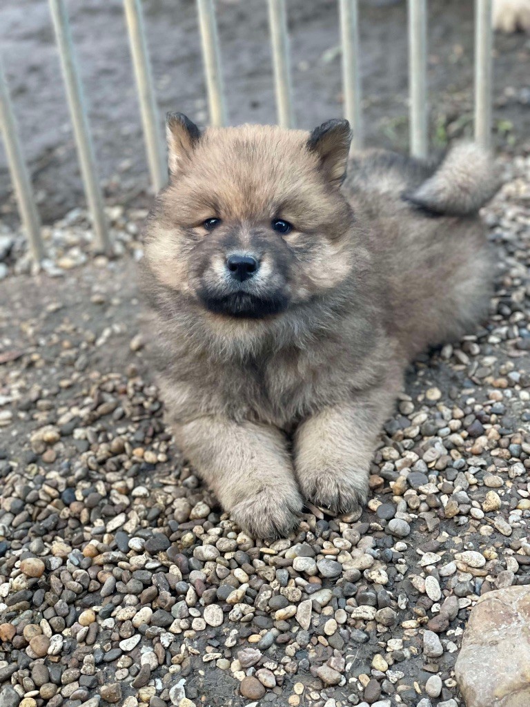 Du Domaine D'Alvheim - Chiot disponible  - Eurasier