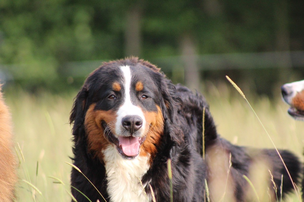 Vesper Du Domaine D'Alvheim