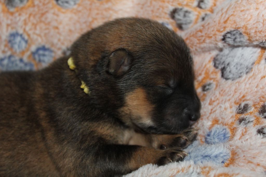 Du Domaine D'Alvheim - Chiots disponibles - Eurasier