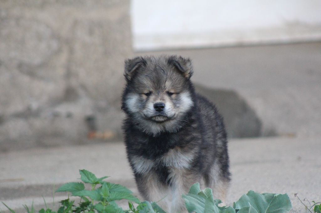 Du Domaine D'Alvheim - Chiots disponibles - Eurasier