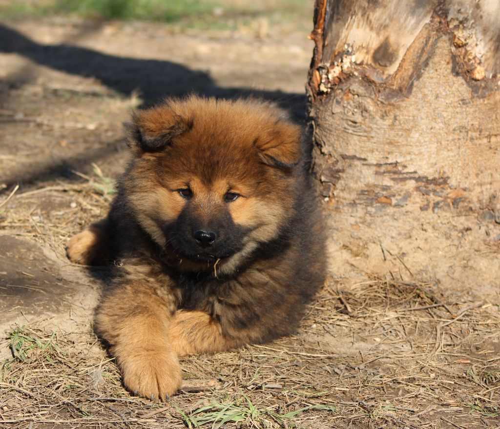 Du Domaine D'Alvheim - Chiots disponibles - Eurasier