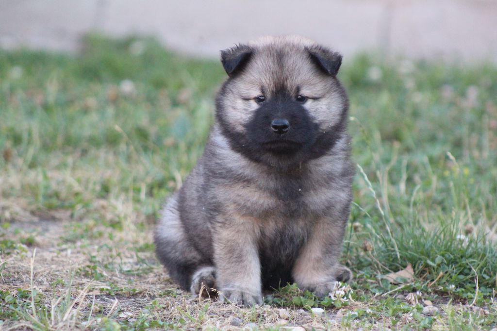 Du Domaine D'Alvheim - Chiots disponibles - Eurasier