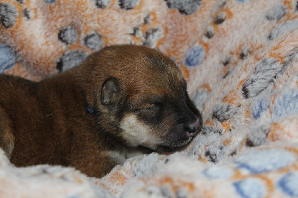 Du Domaine D'Alvheim - Chiots disponibles - Eurasier