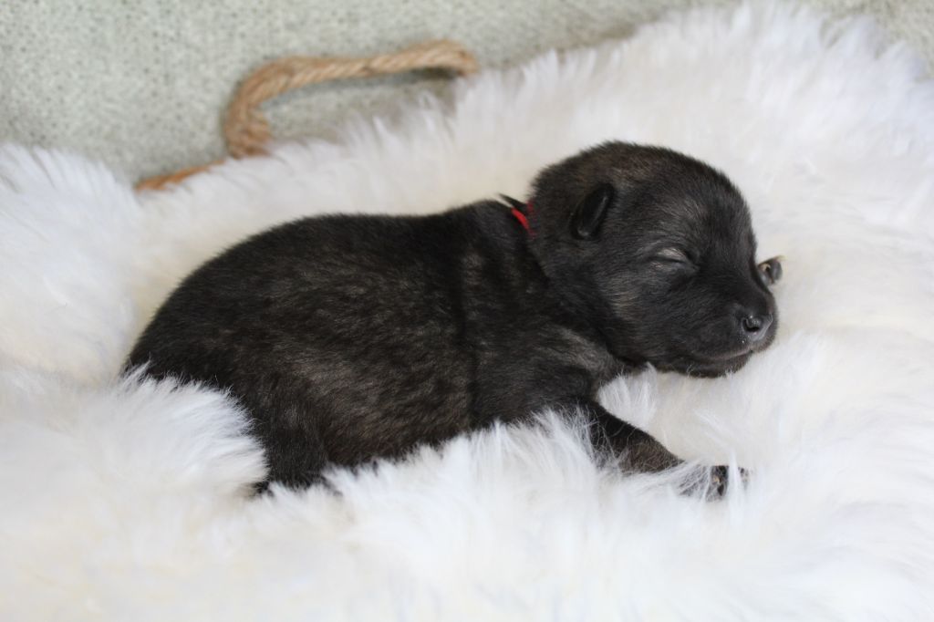 Du Domaine D'Alvheim - Chiots disponibles - Eurasier