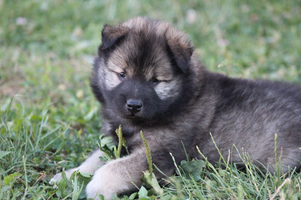 Du Domaine D'Alvheim - Chiots disponibles - Eurasier