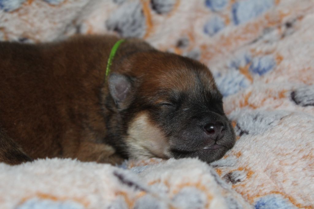 Du Domaine D'Alvheim - Chiots disponibles - Eurasier